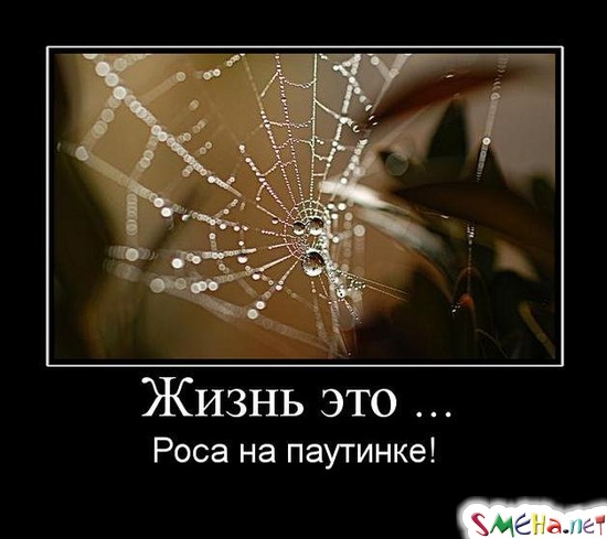 Жизнь это ... - Роса на паутинке!