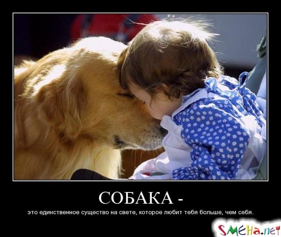 СОБАКА - это единственное существо на свете, которое любит тебя больше, чем себя.
