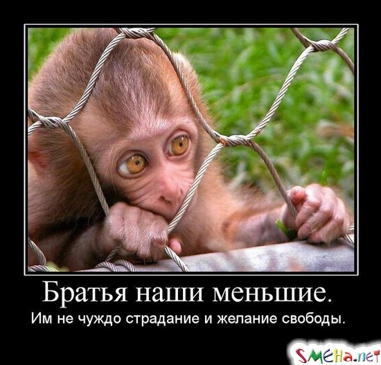 Братья наши меньшие. - Им не чуждо страдание и желание свободы.