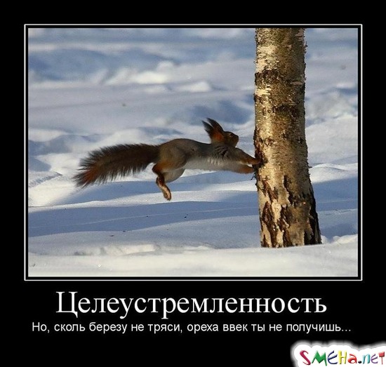 Целеустремленность - Но, сколь березу не тряси, ореха ввек ты не получишь...