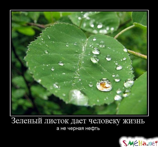 Зеленый листок дает человеку жизнь - а не черная нефть