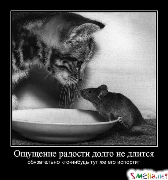 Ощущение радости долго не длится - обязательно кто-нибудь тут же его испортит