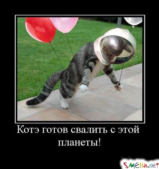 Котэ готов свалить с этой планеты!