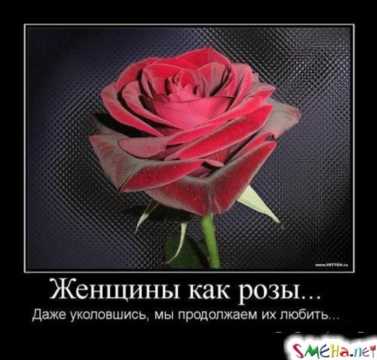 Женщины как розы… - Даже уколовшись, мы продолжаем их любить...