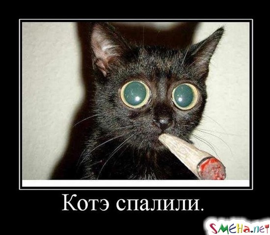Котэ - спалили.