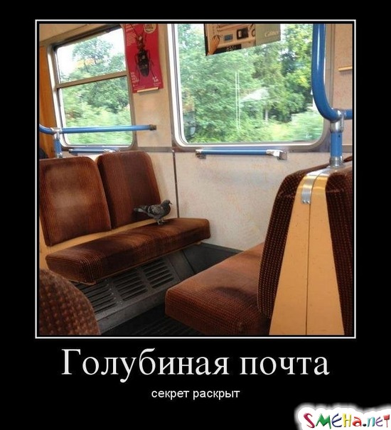 Голубиная почта - секрет раскрыт