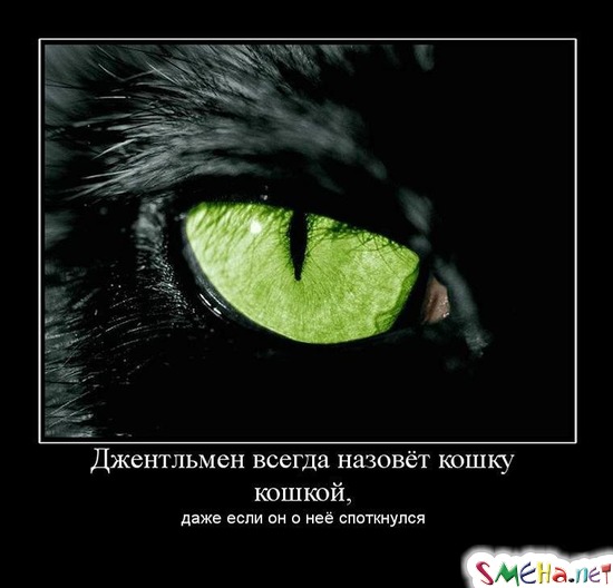 Джентльмен всегда назовёт кошку кошкой, - даже если он о неё споткнулся
