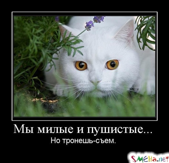 Мы милые и пушистые... - Но тронешь-съем.