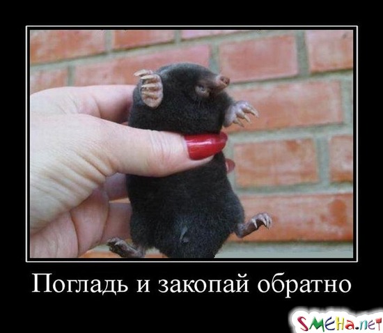 Погладь и закопай обратно