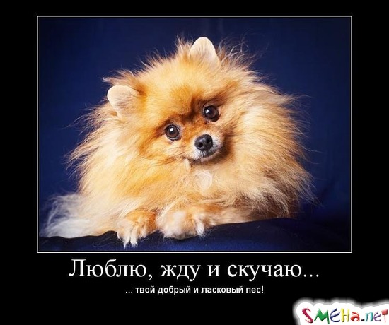 Люблю, жду и скучаю... - ... твой добрый и ласковый пес!