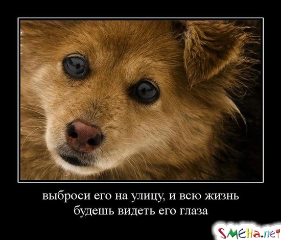 выброси его на улицу, и всю жизнь будешь видеть его глаза
