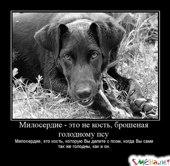 Милосердие - это не кость, брошеная голодному псу Милосердие, это кость, которую Вы делите с псом, когда Вы сами так же голодны, как и он.