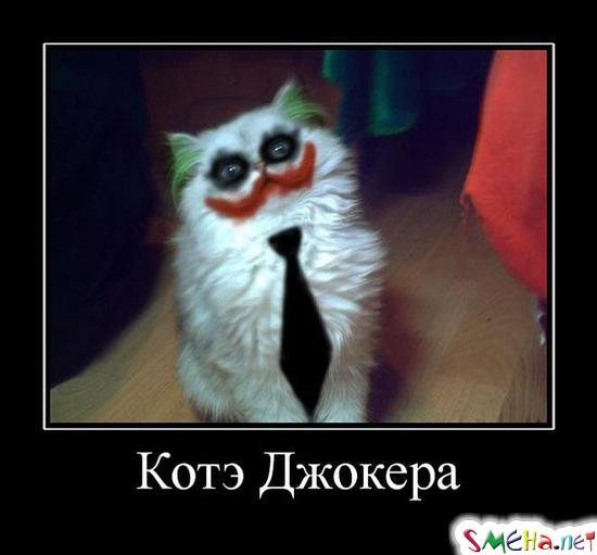 Котэ Джокера
