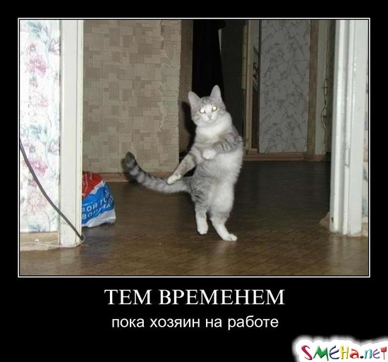 ТЕМ ВРЕМЕНЕМ - пока хозяин на работе