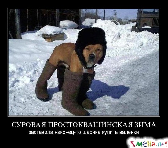 СУРОВАЯ ПРОСТОКВАШИНСКАЯ ЗИМА - заставила наконец-то шарика купить валенки