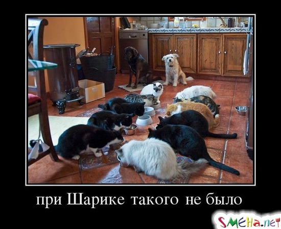 при Шарике такого не было