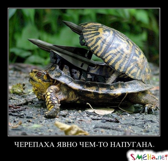 ЧЕРЕПАХА ЯВНО ЧЕМ-ТО НАПУГАНА