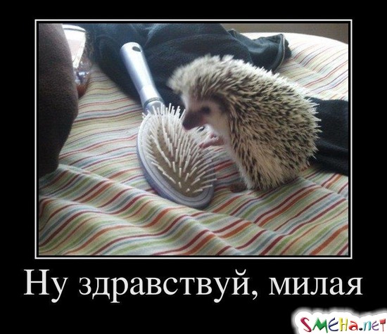 Ну здравствуй, милая