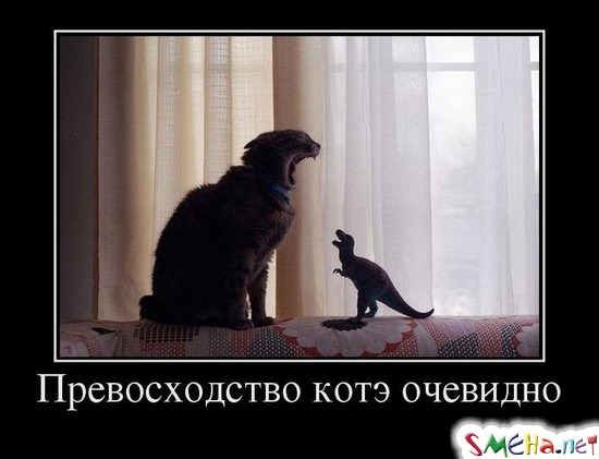Превосходство котэ очевидно