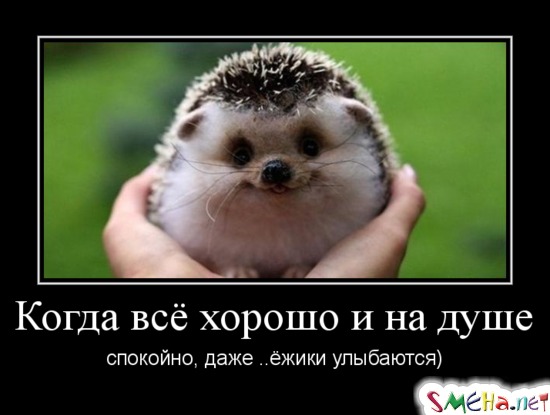 Когда всё хорошо и на душе спокойно, даже ..ёжики улыбаются)