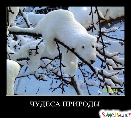 ЧУДЕСА ПРИРОДЫ