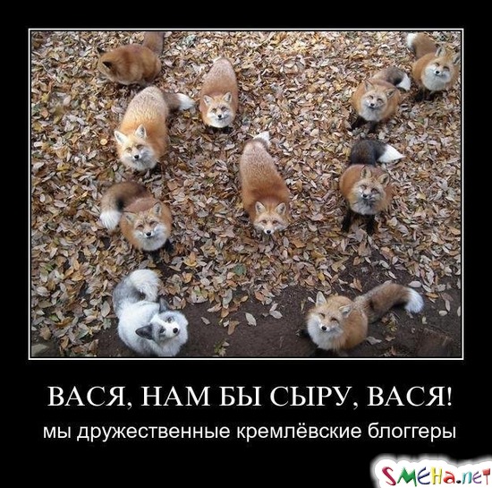 ВАСЯ, НАМ БЫ СЫРУ, ВАСЯ! - мы дружественные кремлёвские блоггеры