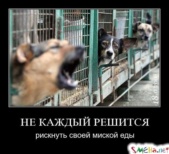 НЕ КАЖДЫЙ РЕШИТСЯ - рискнуть своей миской еды