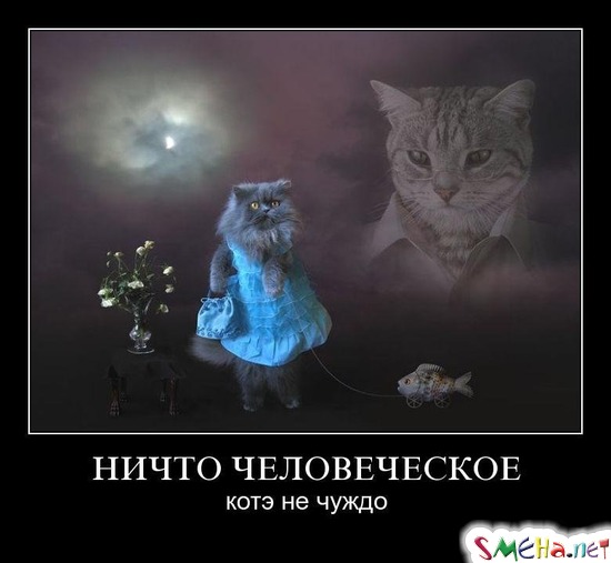 НИЧТО ЧЕЛОВЕЧЕСКОЕ - котэ не чуждо