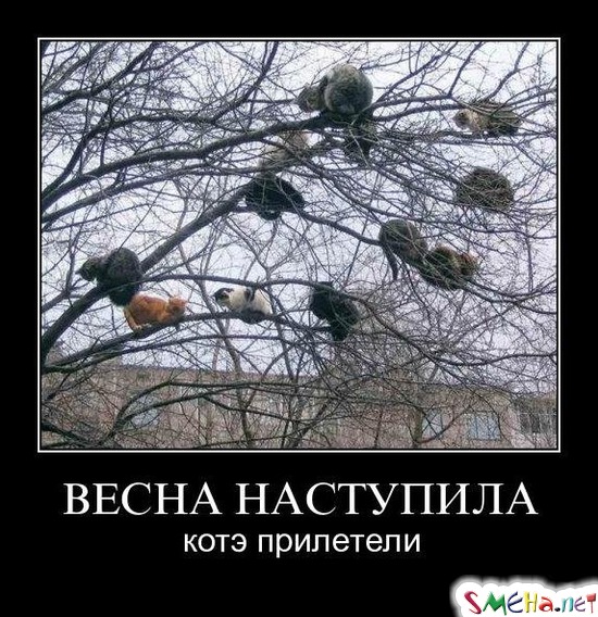 ВЕСНА НАСТУПИЛА - котэ прилетели