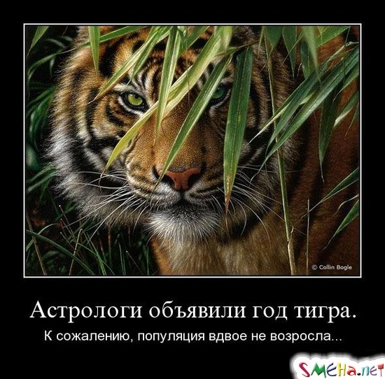 Астрологи объявили год тигра. - К сожалению, популяция вдвое не возросла...