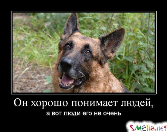 Он хорошо понимает людей, - а вот люди его не очень
