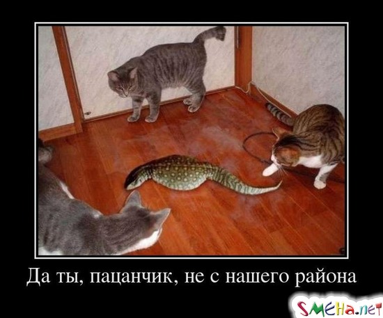 Да ты, пацанчик, не с нашего района