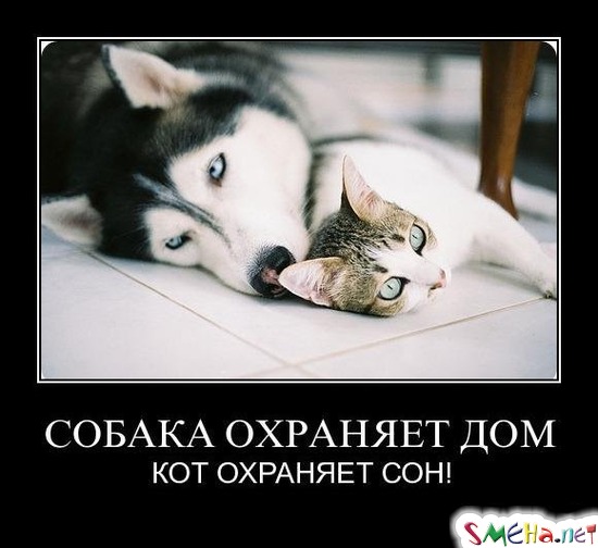 СОБАКА ОХРАНЯЕТ ДОМ - КОТ ОХРАНЯЕТ СОН!