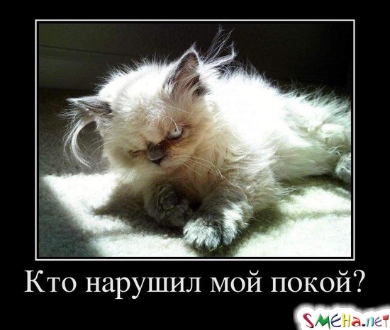 Кто нарушил мой покой?