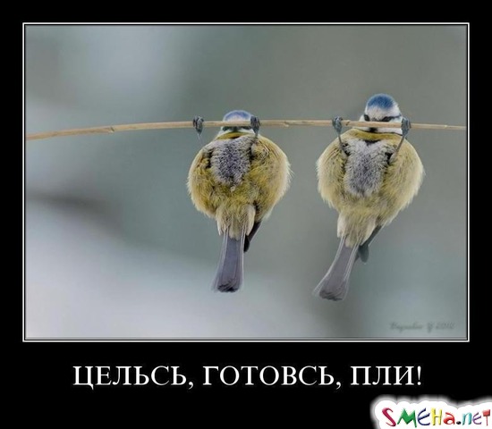 ЦЕЛЬСЬ, ГОТОВСЬ, ПЛИ!