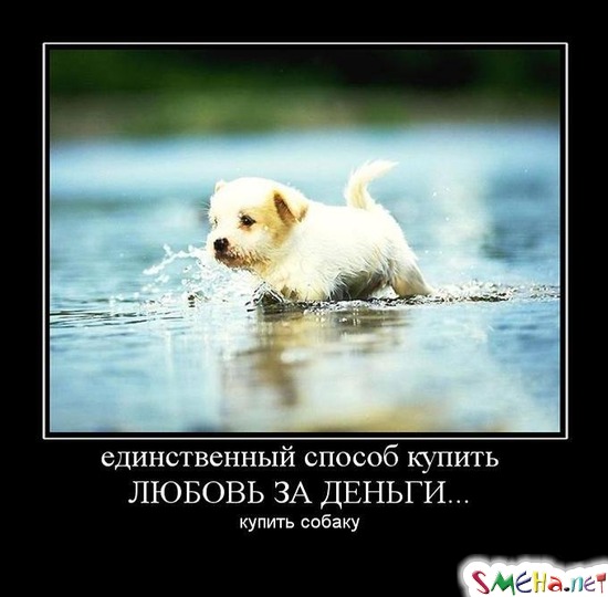 единственный способ купить  ЛЮБОВЬ ЗА ДЕНЬГИ... - купить собаку