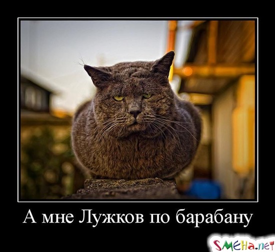 А мне Лужков по барабану