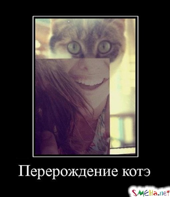 Перерождение котэ