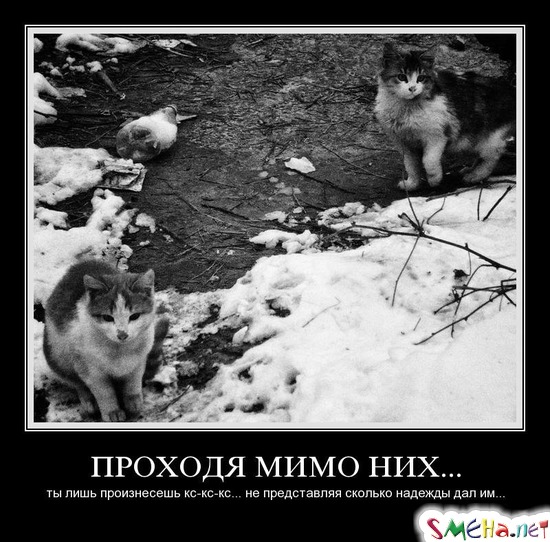 ПРОХОДЯ МИМО НИХ... - ты лишь произнесешь кс-кс-кс... не представляя сколько надежды дал им...