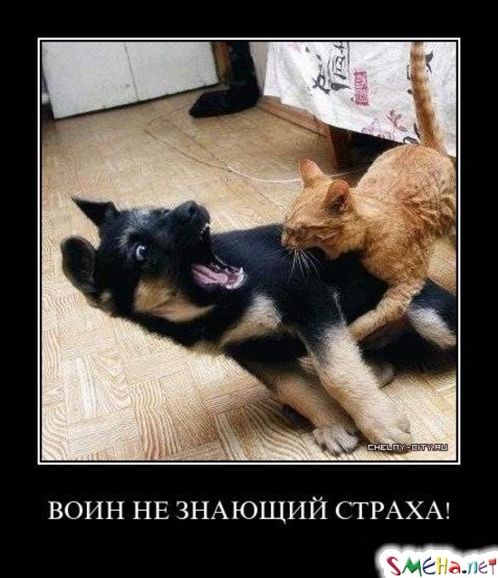 ВОИН НЕ ЗНАЮЩИЙ СТРАХА!