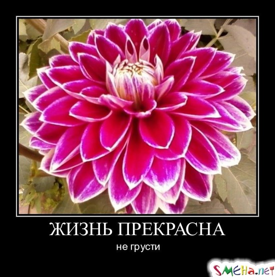 ЖИЗНЬ ПРЕКРАСНА - не грусти