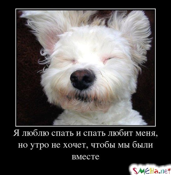 Я люблю спать и спать любит меня, но утро не хочет, чтобы мы были вместе