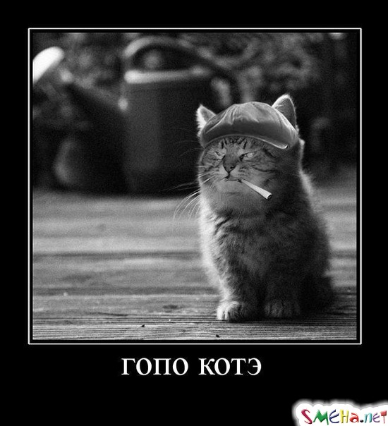 гопо котэ