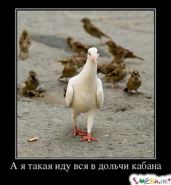 А я такая иду вся в дольчи кабана