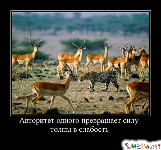 Авторитет одного превращает силу толпы в слабость