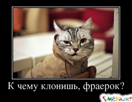 К чему клонишь, фраерок?