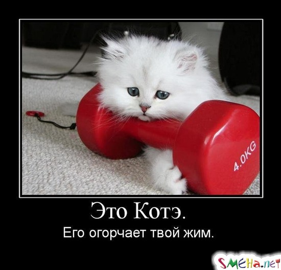 Это КОТэ. - Его огорчает твой жим.