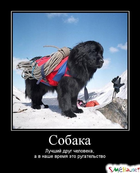 Собака - Лучший друг человека, а в наше время это ругательство