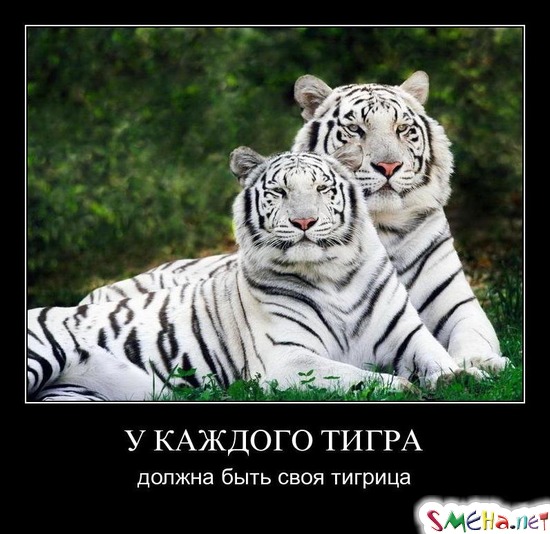 У КАЖДОГО ТИГРА - должна быть своя тигрица