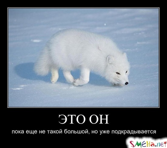ЭТО ОН - пока еще не такой большой, но уже подкрадывается